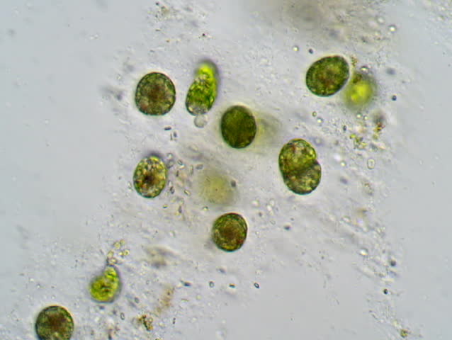  Euglena  Under  Microscope  400x Micropedia