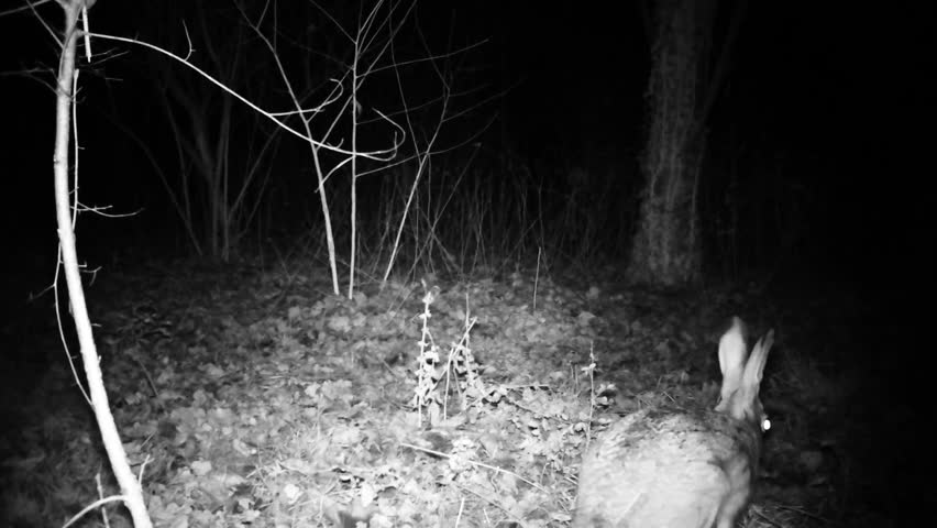 Header of Lepus