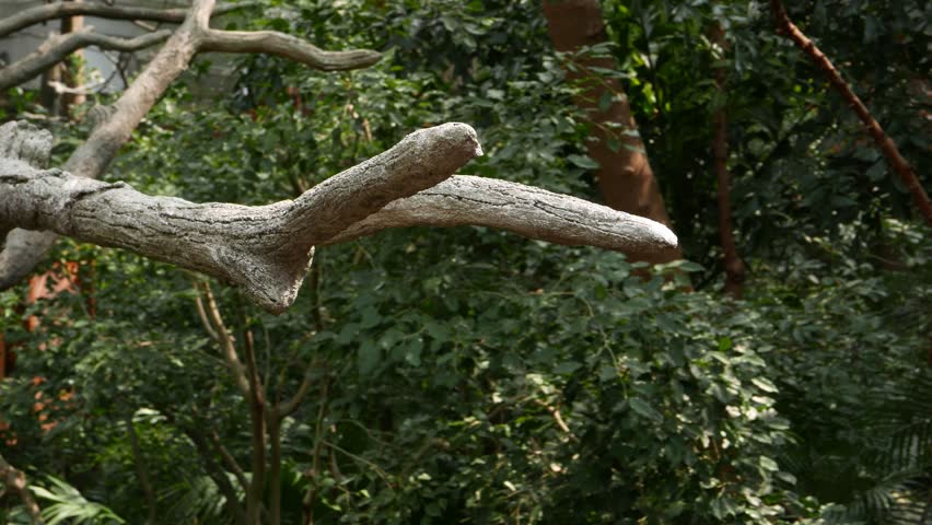 Dead Tree Branch Close Up Stock Footage Video 100 Royalty