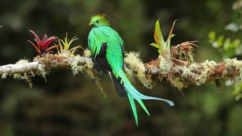 Iridescent Feathers Stock Video Footage 4k And Hd Video Clips