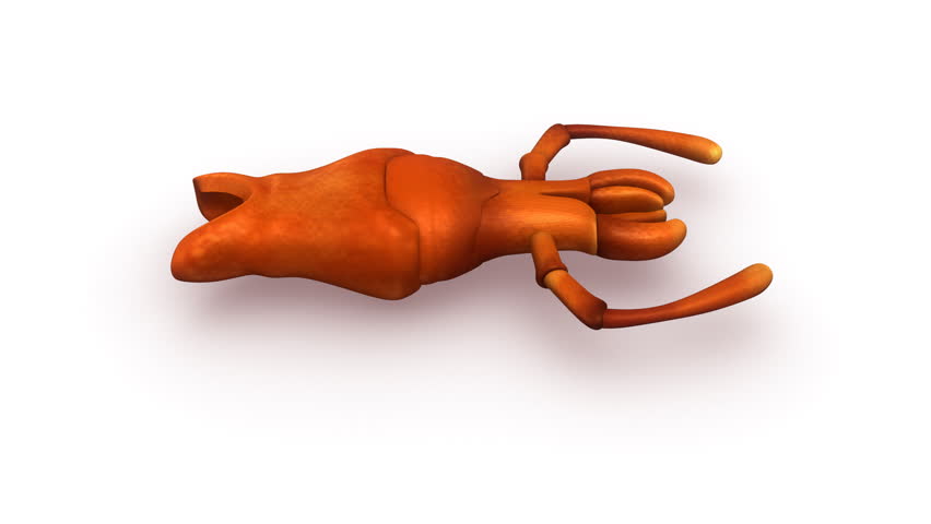 Header of labium