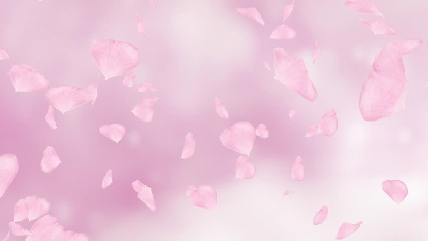 Falling Sakura Petals Cherry Blossoms Animation Cherry Blossoms Petals ...