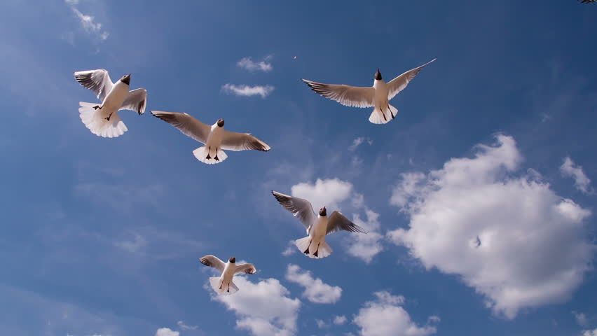 Seagull Flying Over Head Stock Footage Video 13775468 | Shutterstock