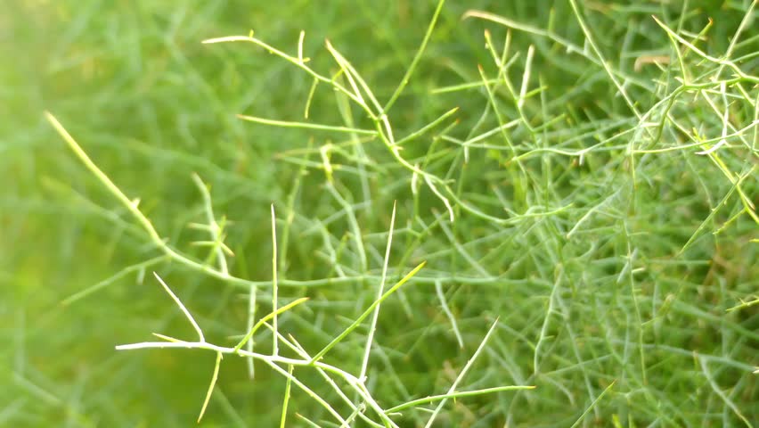 Header of Allthorn