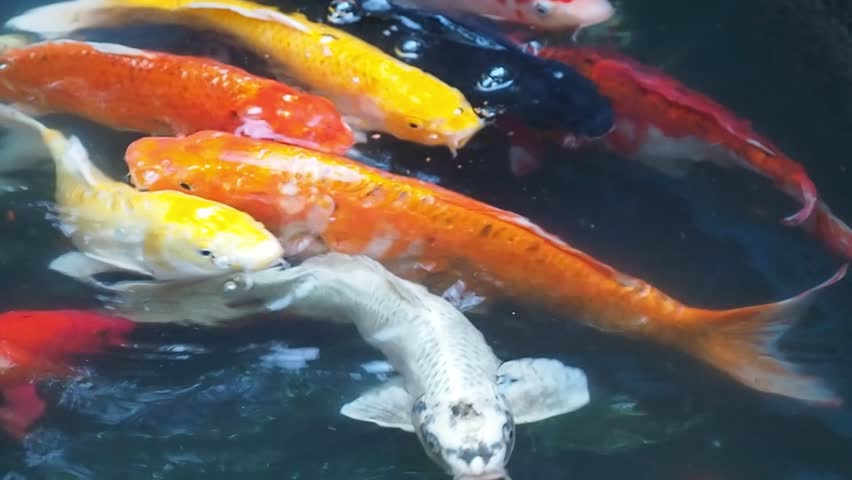 ãcarp colorfulãã®ç»åæ¤ç´¢çµæ