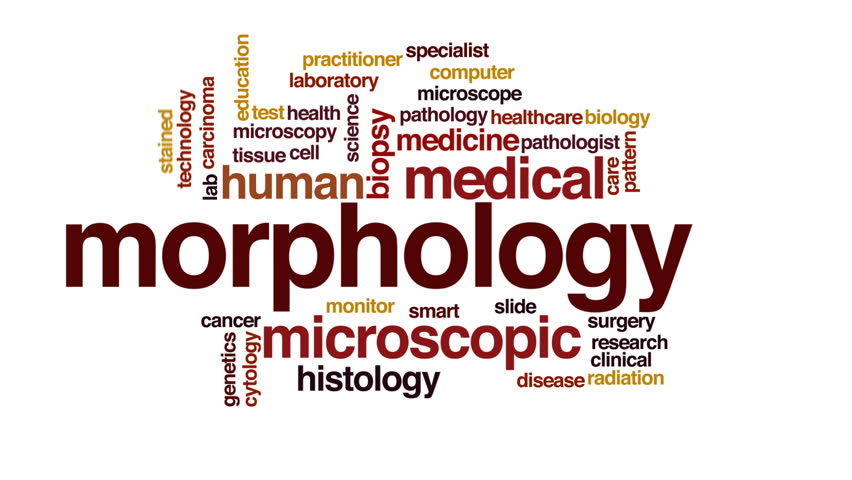 Header of morphology