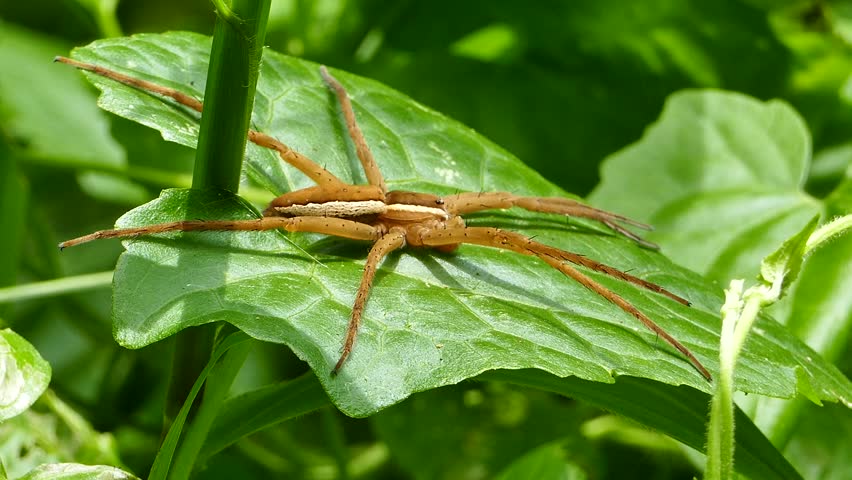 Spider Bites (Including Black Widow and Brown) Spider Bites (Including Black Widow and Brown)