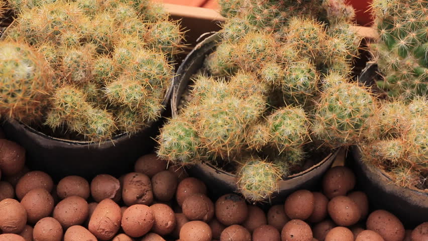 Header of Mammillaria