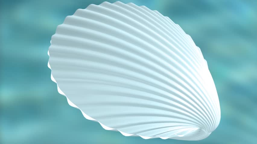 White shell