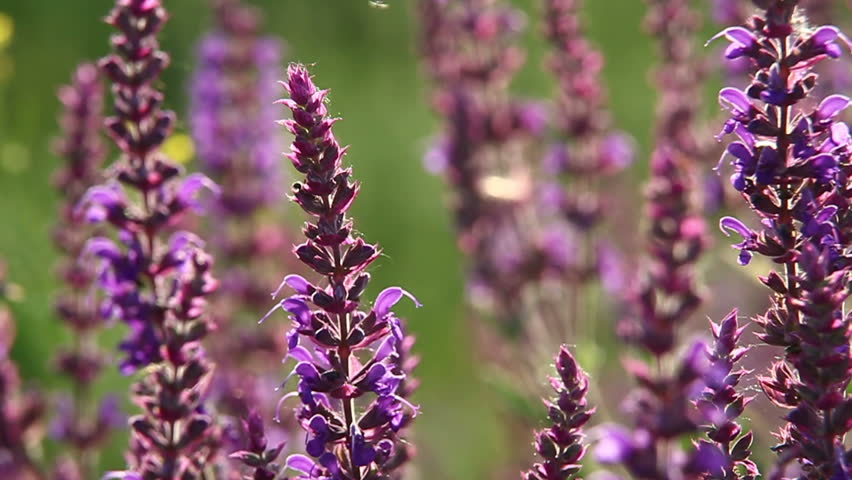 Lavender Field Stock Footage Video 2159294 | Shutterstock