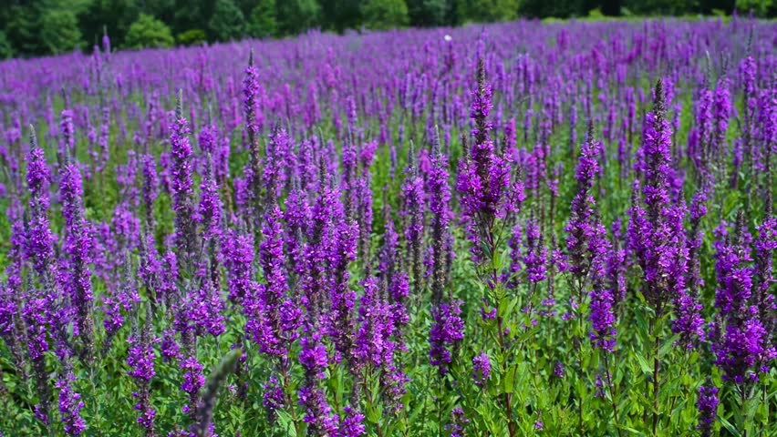 Fields Of Blooming Lavender Flowers Stock Footage Video 28672744 Willow Herb Hd Stock Video Clip