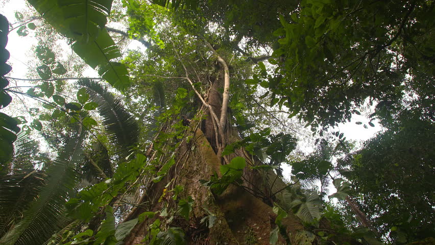 Kapok Tree - Amazon Rainforest, Ecuador Stock Footage Video 24175450 ...