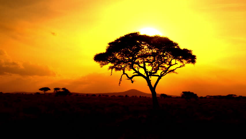 AERIAL, CLOSE UP: Flying And Distancing From Silhouetted Acacia Tree In ...