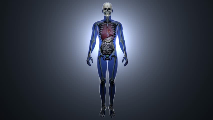 4K Healthy Internal Organs In A Transparent Human Body Anatomical 3D