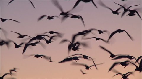 Relax and enjoy Background video birds In high quality