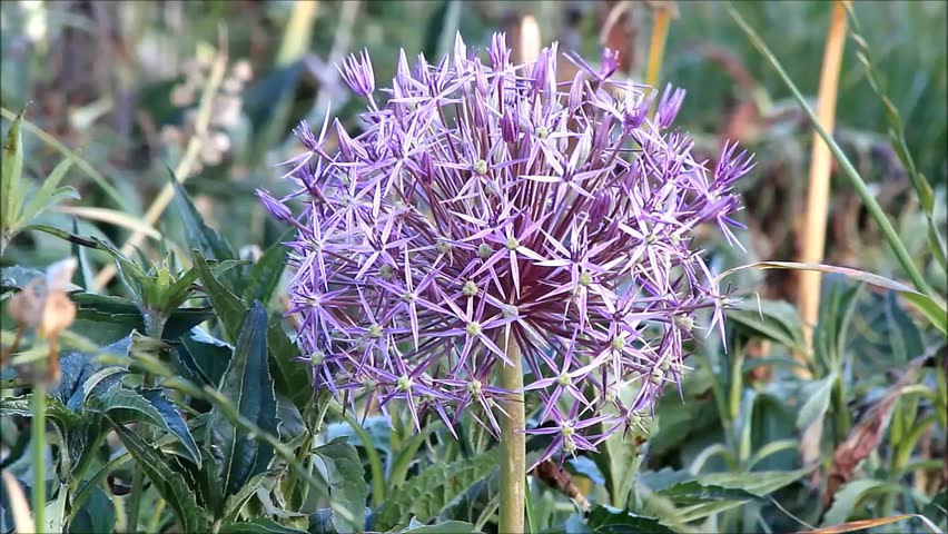 Header of Allium