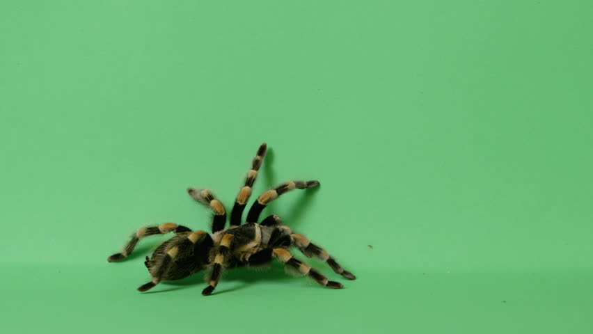 Tarantula Stock Video Footage - 4K And HD Video Clips | Shutterstock