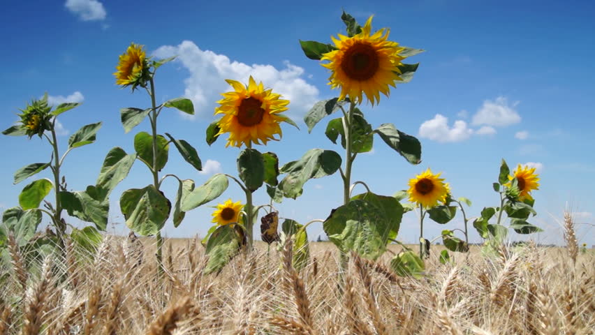 Image result for sunflowers in a cornfield