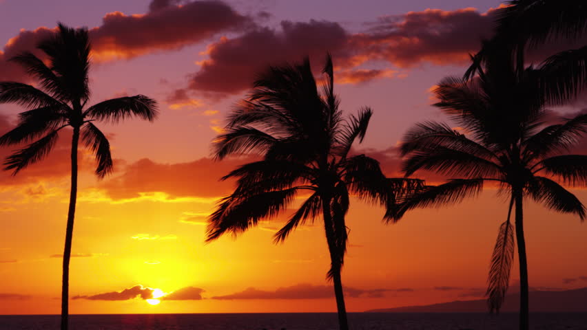 4K Tropical Background, Palm Trees Over Tropical Sea Beach, Beautiful ...