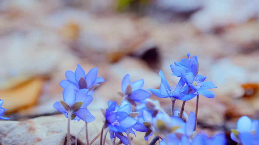 blue or purple flowers
