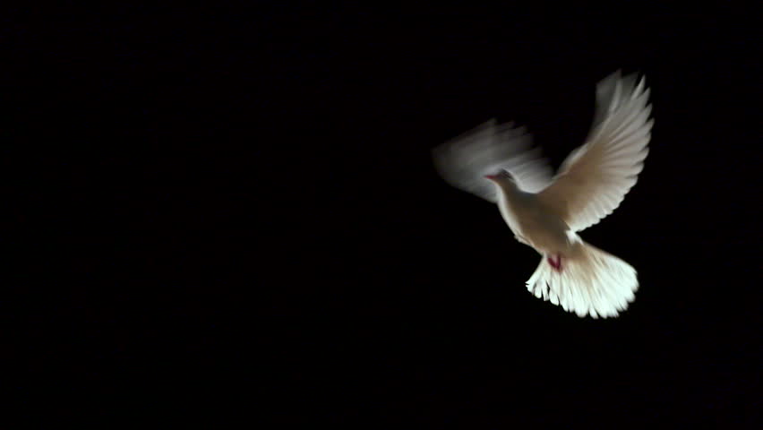 Header of dove