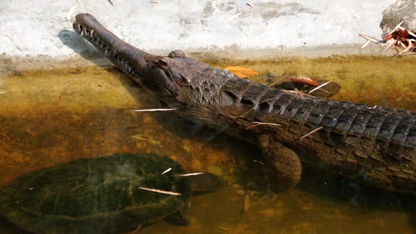 Header of gavial