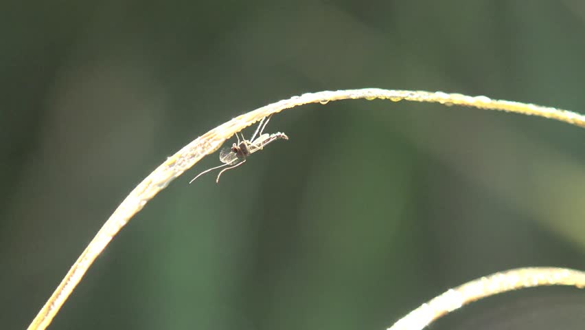 Header of Chironomidae