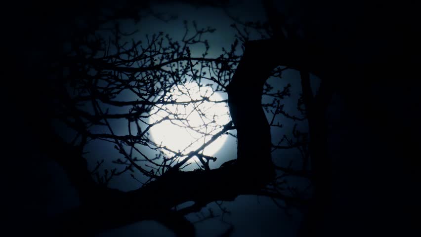 Full Moon Shining Through Oak Tree Branches Stock Footage Video ...