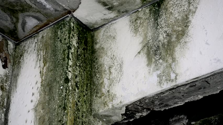 Hd00 16damage Wall Mold Green And Black Fungus Damage Wall Mold Green And Black Fungus