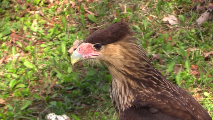 Header of falconry