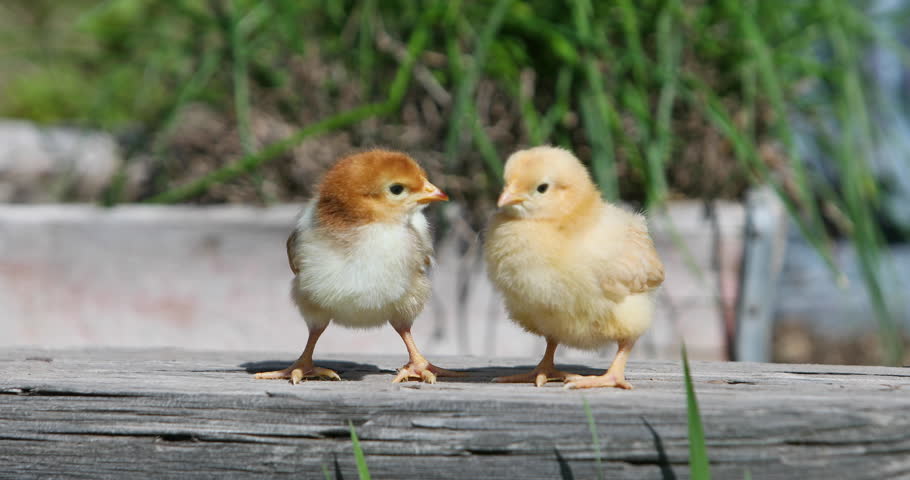 Two Baby Chicken Chicks Standing Stock Footage Video 100 Royalty Free 26114678 Shutterstock