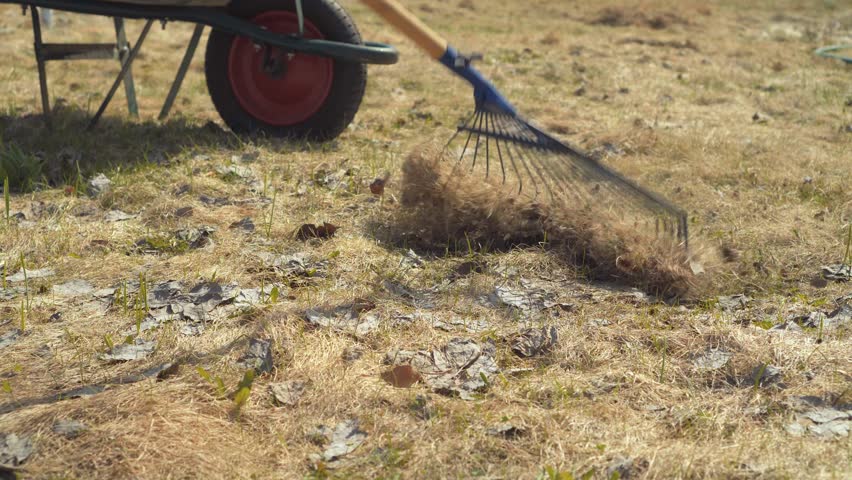 Убирать сухие. Уборка сухой травы. Ржавые грабли. Уборка граблями сухой травы. Грабли для сухой травы.