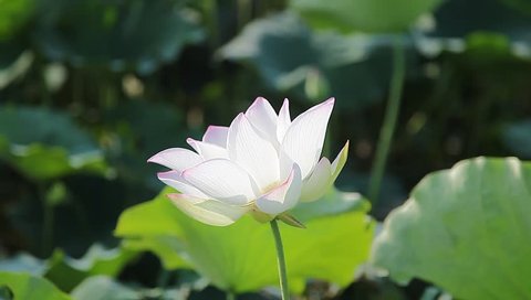 Hoa sen trắng (White Lotus) - Tìm hiểu về hoa sen trắng, một loài hoa thanh lịch và tinh tế. Với màu trắng tinh khôi và hình dáng sang trọng của cánh hoa, hoa sen trắng mang lại cho không gian sống của bạn một nét thanh tao và trang nhã. Hãy cùng chiêm ngưỡng những hình ảnh đẹp của hoa sen trắng để cảm nhận được sự tinh tế và thanh lịch của nó.