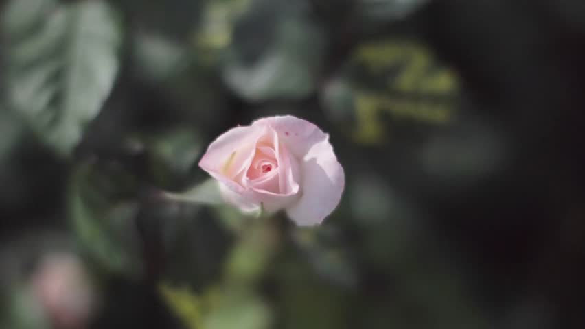 Single Pink Rose Swinging In Stock Footage Video 100 Royalty