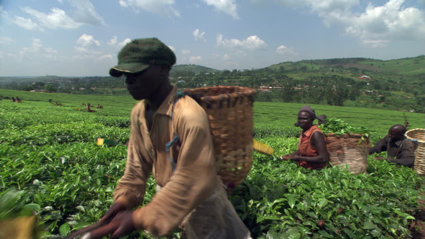 Header of African Tea