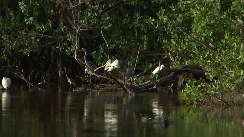 bio 100 florida national everglades Buy the complete 58 national parks in 51 surround sound on dvd: llectors-edition. bio 100 florida national everglades Buy the complete 58 national parks in 51 surround sound on dvd: llectors-edition.