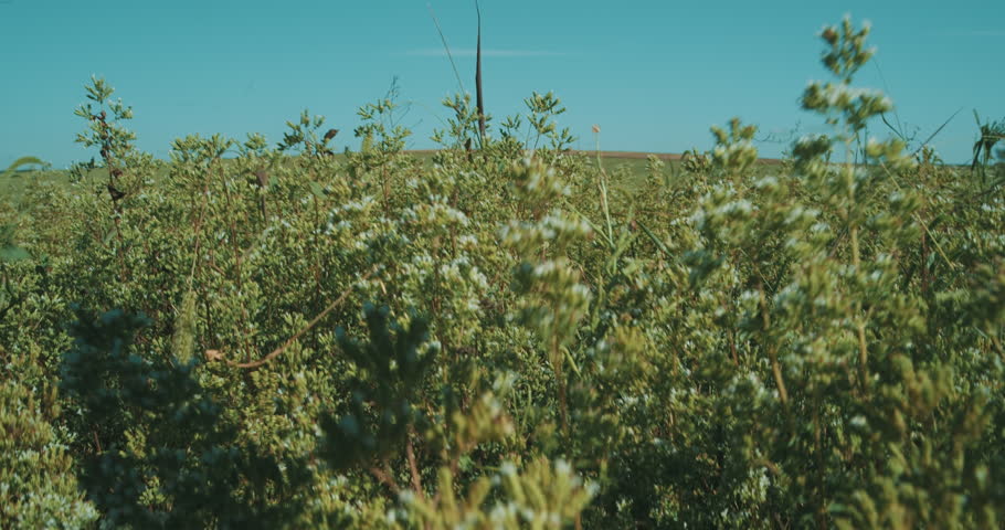 Header of oregano