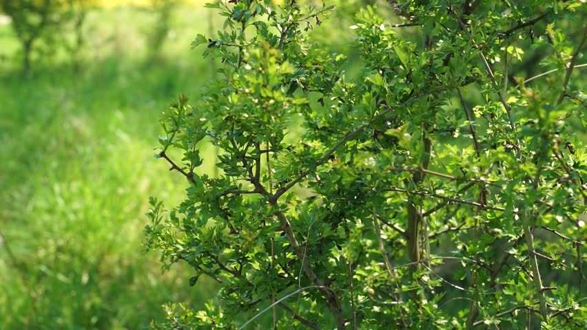 Olive Green Tree Growing In The Garden Natural Sunny Background Shrub Hd Stock Footage Clip