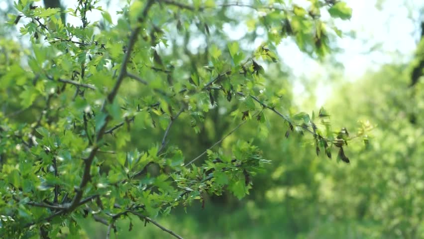 Olive Green Tree Growing In The Garden Natural Sunny Background Leaves Of A Tree In The Wind Hd Stock Video Clip