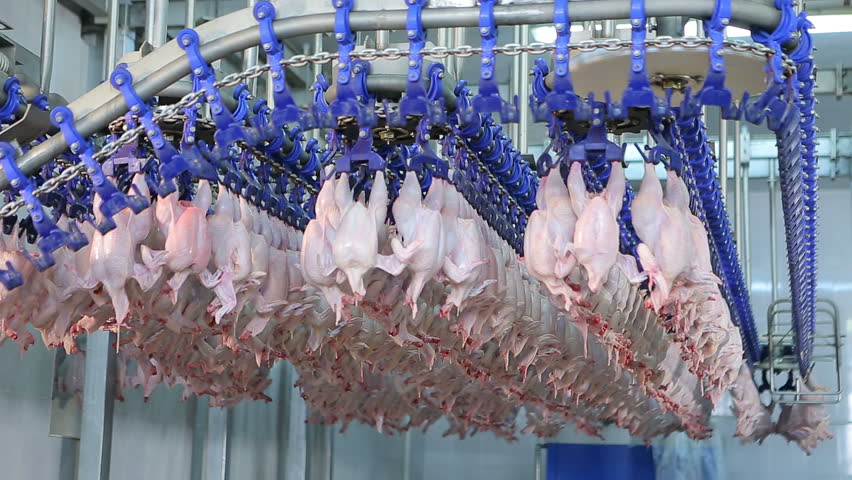 miloskis poultry farm miloskis poultry farm