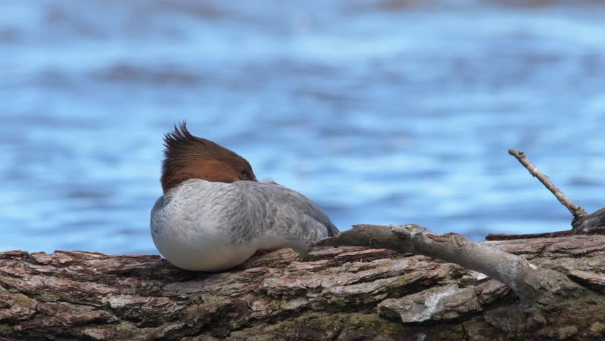 Header of merganser