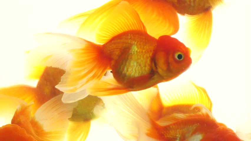 Gold Fish Swimming in the Stock Footage Video (100% Royalty-free ...