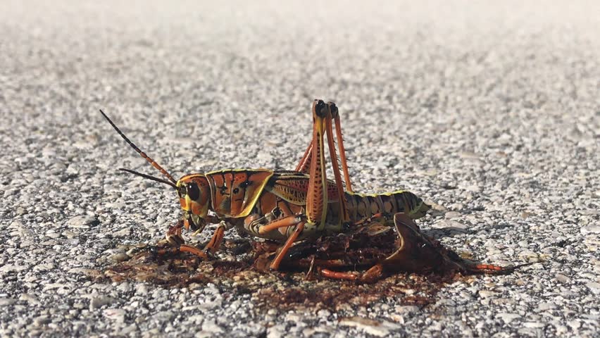 Header of locust