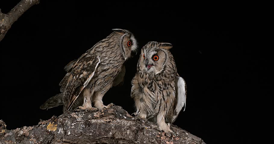 Otus basic. Otus basic