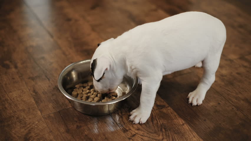 Header of bullterrier