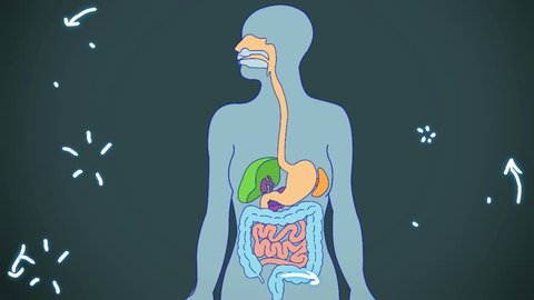 Digestive System Animation Stock Footage Video (100% Royalty-free) 27673258  | Shutterstock