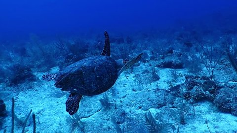 3dRose lsp_200462_2 Fun Sea Turtle Swimming in Tropical Drink Double Toggle Switch 3dRose lsp_200462_2 Fun Sea Turtle Swimming in Tropical Drink Double Toggle Switch
