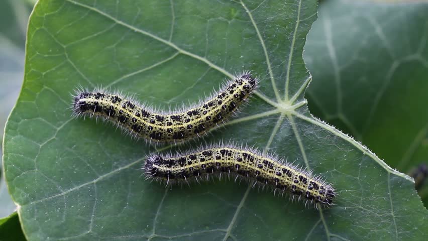 Stock video of large white butterfly caterpillars in close | 2793838 ...