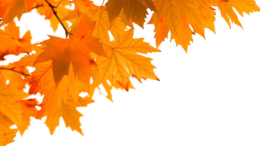 Falling Leaves On White Background Stock Footage Video 3552230 Shutterstock Fall Leaves On White Background