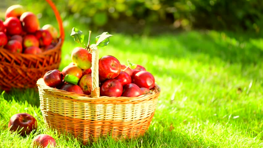 Organic Apples In A Basket Outdoor. Orchard. Autumn Garden. Harvest ...